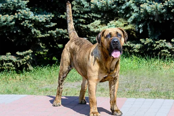 Dogue Canário 8vettop% Dogue Canário