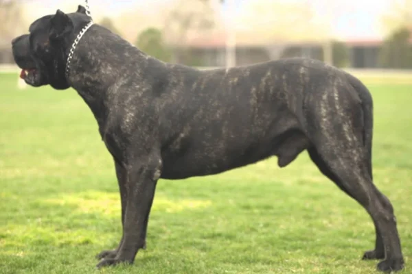 Dogue Canário 2vettop% Dogue Canário