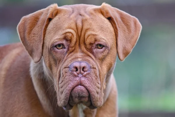 Dogue de Bordeaux 2vettop% Dogue de Bordeaux