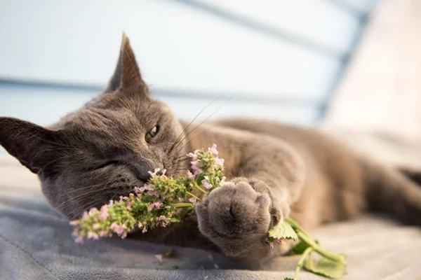Erva de Gato: Benefícios e Curiosidades do Catnip 8vettop% Erva de Gato