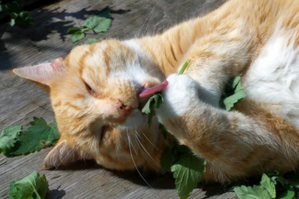 Erva de Gato: Benefícios e Curiosidades do Catnip 2vettop% Erva de Gato (1)