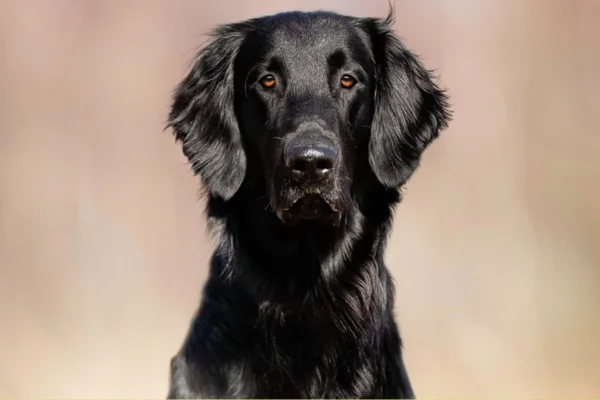 Flat-coated retriever 2vettop% Flat-coated retriever