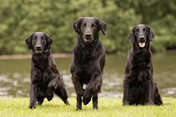 Flat-coated retriever 1vettop% Flat-coated retriever