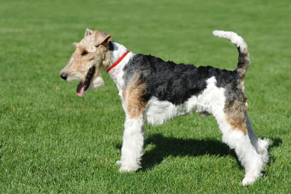 Fox Terrier de Pelo Duro 2vettop% Fox terrier de pelo duror