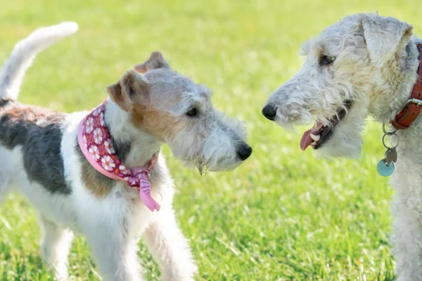 Fox Terrier de Pelo Duro 1vettop% Fox terrier de pelo duror