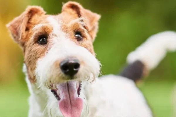 Fox Terrier de Pelo Duro 7vettop% Fox terrier de pelo duror