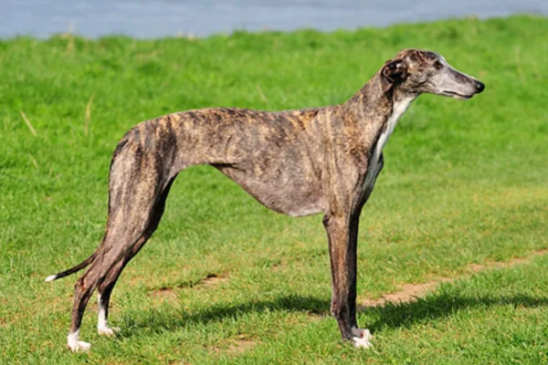 Galgo Espanhol 2vettop% Galgo Espanhol (1)