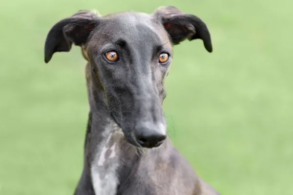 Galgo Espanhol 1vettop% Galgo Espanhol (2)