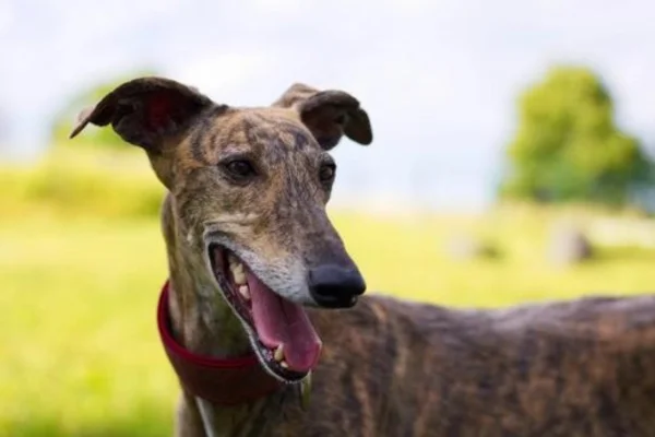 Galgo Espanhol 1vettop% Galgo Espanhol (2)