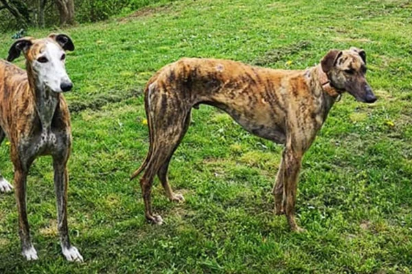 Galgo Inglês 2vettop% Galgo Inglês