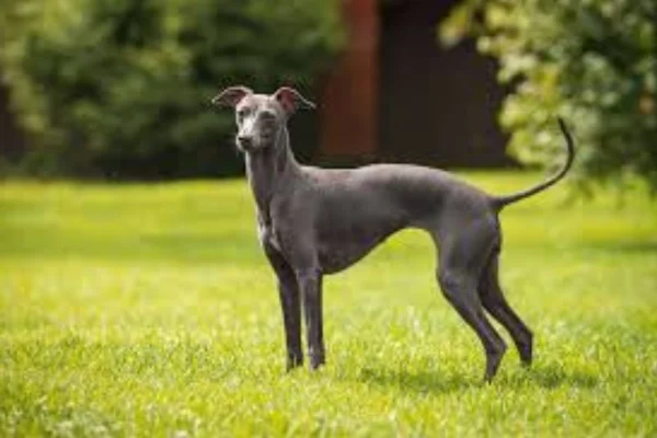 Galgo Inglês 1vettop% Galgo Inglês