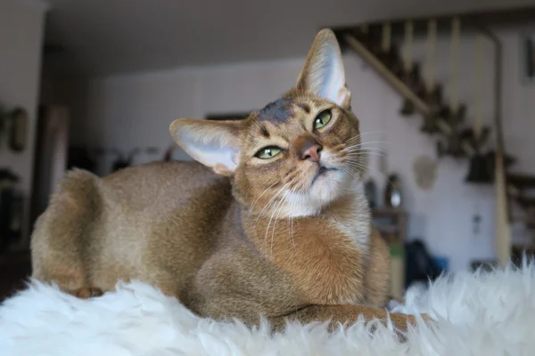 Gato Abissínio 1vettop% Gato Abissínio