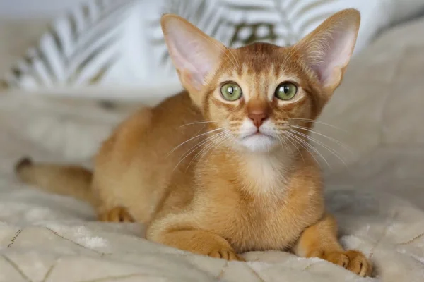 Gato Abissínio 2vettop% Gato Abissínio