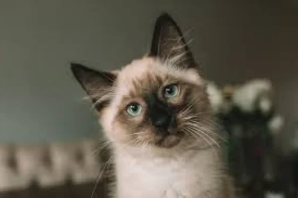 Gato Balinês 2vettop% Gato Balinês