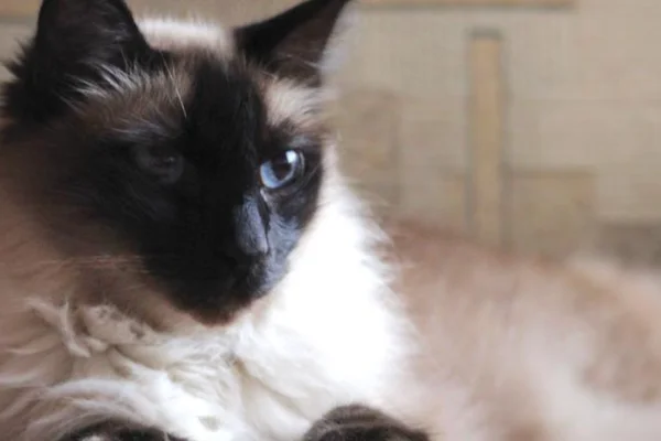 Gato Balinês 1vettop% Gato Balinês