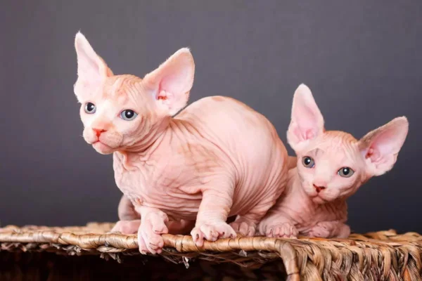 Gato Bambino 2vettop% Gato Bambino