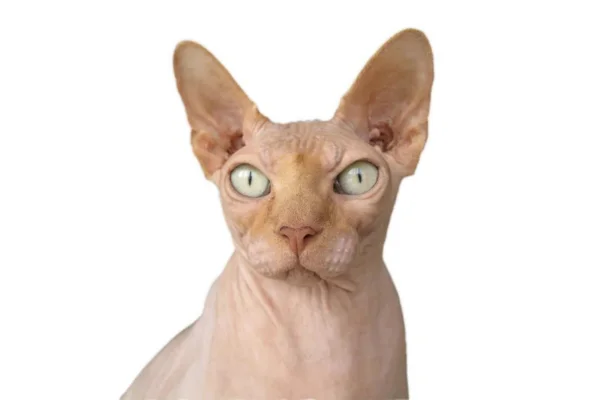 Gato Bambino 1vettop% Gato Bambino