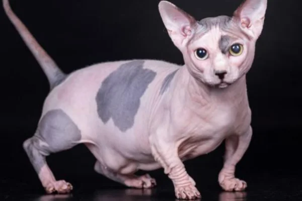 Gato Bambino 1vettop% Gato Bambino