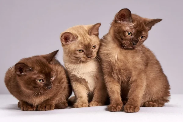 Gato Birmanês 2vettop% Gato Birmanês