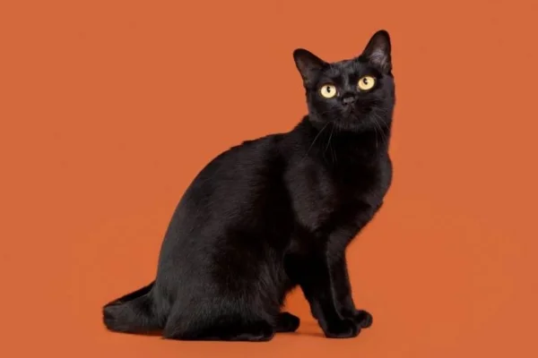 Gato Bombaim 1vettop% Gato Bombaim