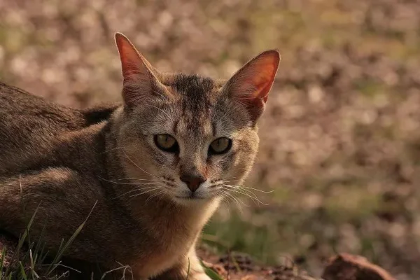 Gato Chausie 1vettop% Gato Chausie