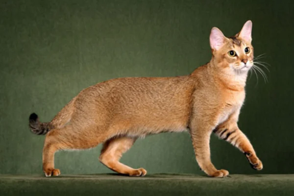 Gato Chausie 2vettop% Gato Chausie