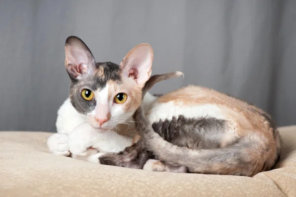 Cornish Rex 2vettop% Cornish Rex