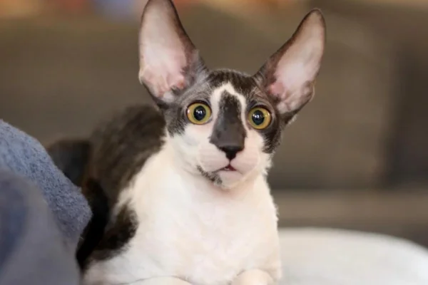 Cornish Rex 1vettop% Cornish Rex