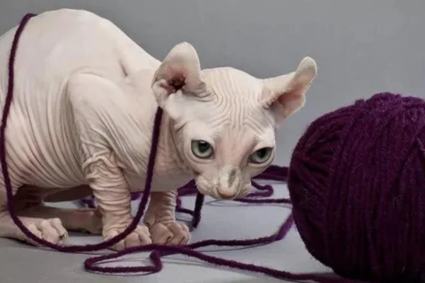Gato Elfo 1vettop% Gato Elfo