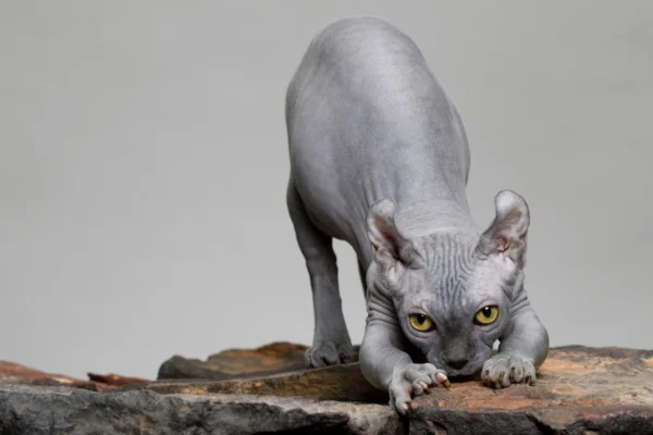 Gato Elfo 8vettop% Gato Elfo