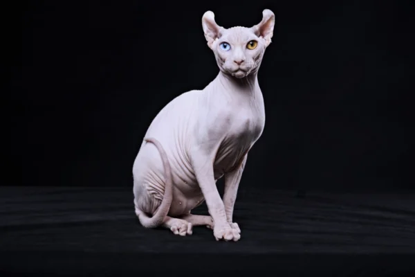 Gato Elfo 2vettop% Gato Elfo