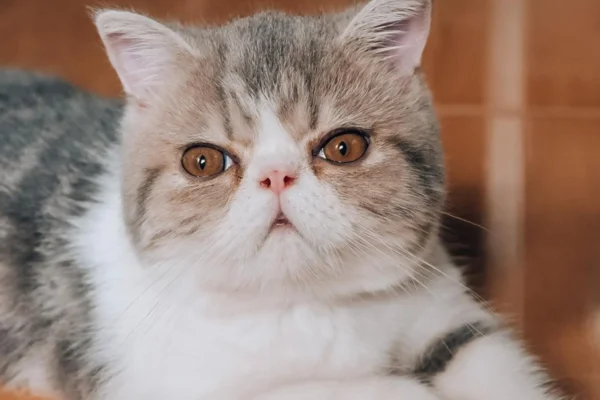 Gato Exótico de Pelo Curto 2vettop% Gato Exótico de Pelo Curto