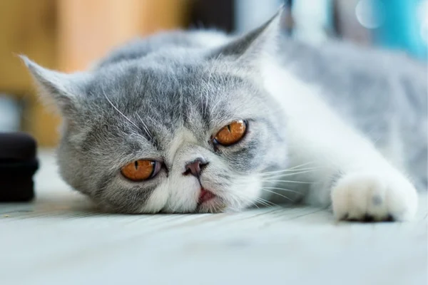Gato Exótico de Pelo Curto 1vettop% Gato Exótico de Pelo Curto
