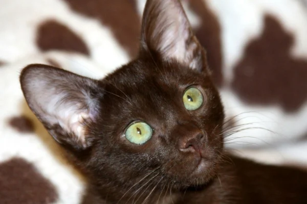 Gato Havana 1vettop% Gato Havana