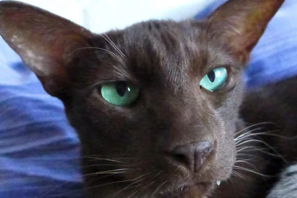 Gato Havana 2vettop% Gato Havana