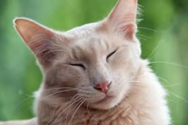 Gato Javanês 1vettop% Gato Javanês