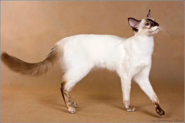 Gato Javanês 2vettop% Gato Javanês