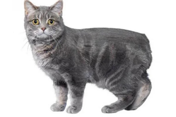 Gato Manx 1vettop% Gato Manx