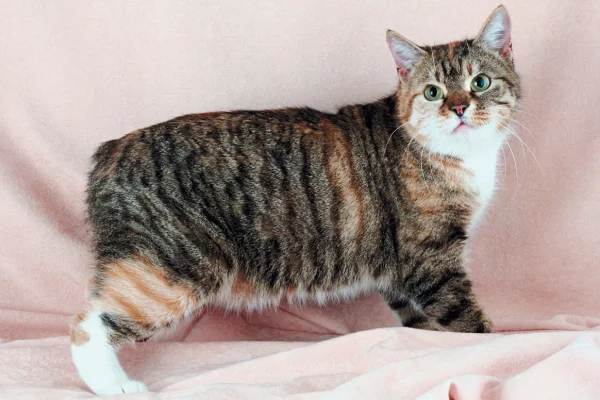 Gato Manx 2vettop% Gato Manx