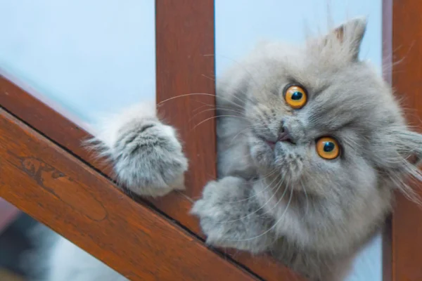 Gato Persa 1vettop% Gato Persa