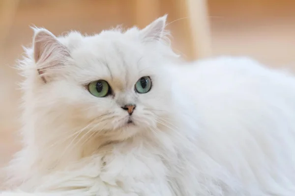 Gato Persa 2vettop% Gato Persa
