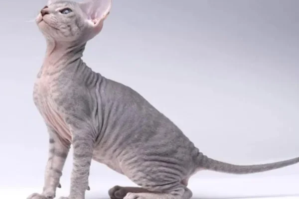 Gato Peterbald 1vettop% Gato Peterbald
