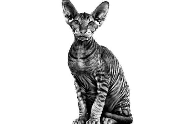 Gato Peterbald 2vettop% Gato Peterbald