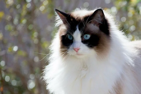 Ragdoll 1vettop% Gato Ragdoll
