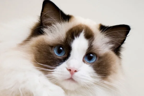 Ragdoll 2vettop% Gato Ragdoll