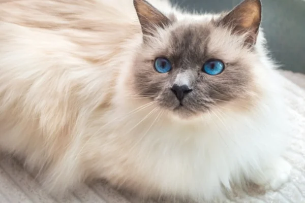 Gato Sagrado da Birmânia 1vettop% Gato Sagrado da Birmânia