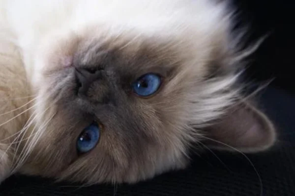 Gato Sagrado da Birmânia 2vettop% Gato Sagrado da Birmânia