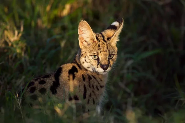 Gato Savannah 1vettop% Gato Savannah