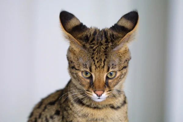 Gato Savannah 2vettop% Gato Savannah