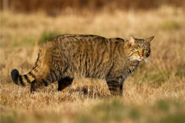 Gato Selvagem 2vettop% Gato Selvagem